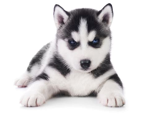 Fondos de Pantalla Perro Cachorro Husky siberiano Animalia descargar imagenes