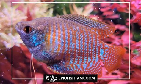 Dwarf Gourami Breeding: A Comprehensive Guide - Epic Fish Tank