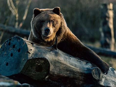 Rescuing the brown bears