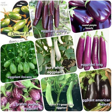 9 varieties of eggplant seeds | Shopee Philippines