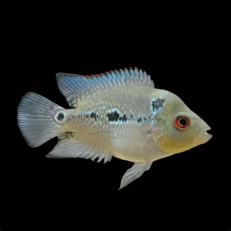 Flowerhorn Cichlid Super 1.8K Malau 5cm Juvenile Male – Sims Tropical ...