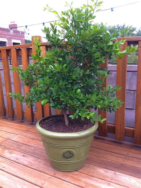 Key Lime Tree Plant Care & Growing Basics: Water, Light, Soil, Propagation etc. | PlantIn