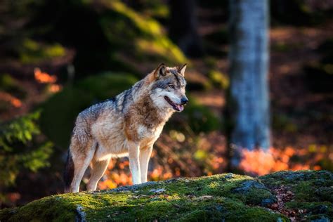 Supervising by Jean-Francois Chaubard on 500px Bavarian Forest ...