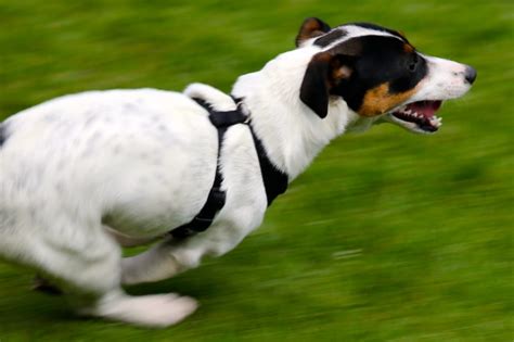 white black and tan rat terrier free image | Peakpx