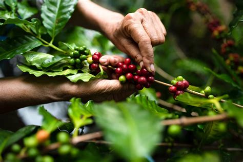 Araku Coffee: Aromatic coffee cultivated sustainably - India Business and Trade