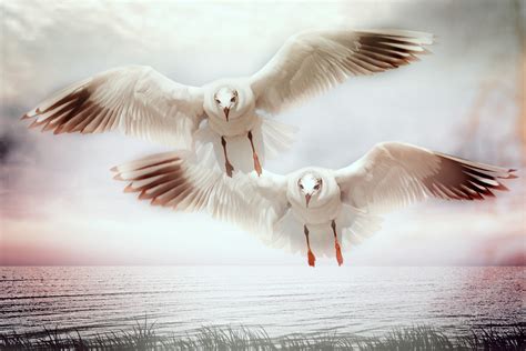 Two Seagulls flying image - Free stock photo - Public Domain photo - CC0 Images