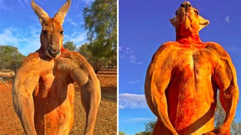 Massive kangaroo flaunts buff biceps as photos go viral | Male kangaroo, Kangaroo, Football jokes