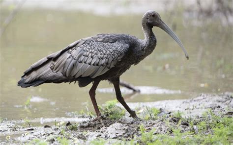 7 Rarest Birds in Cambodia - Sam Veasna Conservation Tours