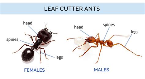 Texas Ant Identification Chart