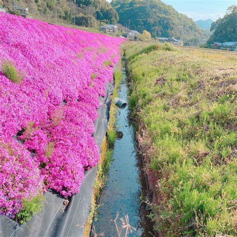 11 Low-Growing Perennials For Borders, Walkways, and Filling in Spaces