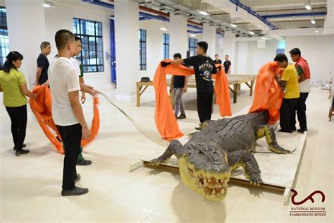 LOOK: The Giant Croc Lolong is Now at the National Museum of Natural History - When In Manila