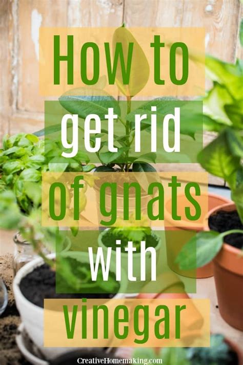 How to Get Rid of Gnats with Vinegar - Creative Homemaking