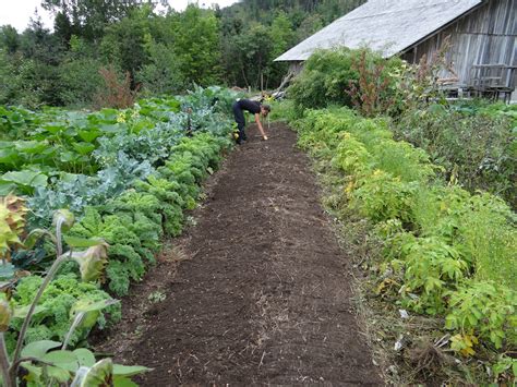 How to Build an Organic Vegetable Garden Despite Bad Soil ...