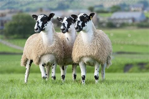 North of England mule gimmer lambs ready for autumn sales - Photo12 ...