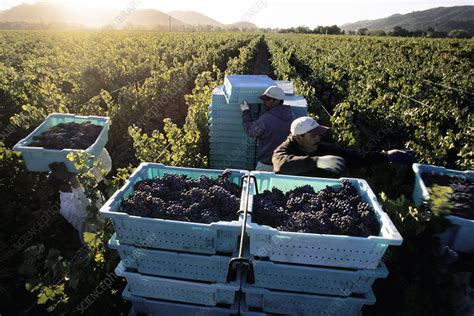 Grape harvest - Stock Image - E770/1956 - Science Photo Library