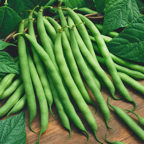 Pole Bean, Blue Lake Stringless (60 Days), Heirloom - American Seed Co.