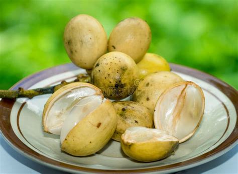 Langsat Fruits (Lansium Parasiticum) Stock Photo - Image: 52228732