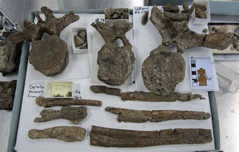 Fossil Friday - Ceratopsid Fossil Prep — Western Science Center