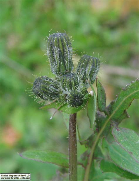 Sonchus oleraceus (Smooth Sow Thistle) : MaltaWildPlants.com - the ...