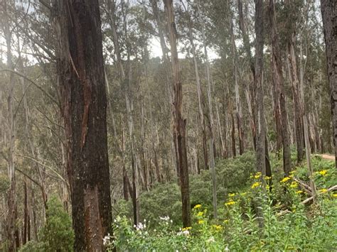 Potoroo success – Go Birding