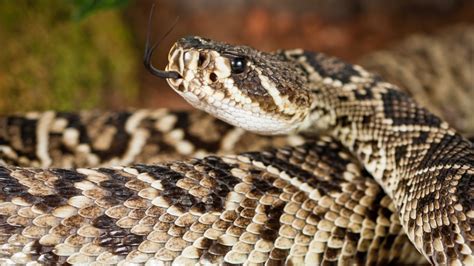 Snakes in Florida: A guide to venomous and non-venomous snakes | wtsp.com