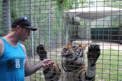 Tiger Feeding Experience at Dreamworld