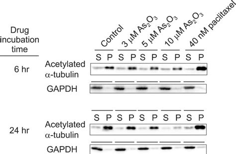 Effects of As2O3 on microtubule stabilization. NB4 cells were treated ...