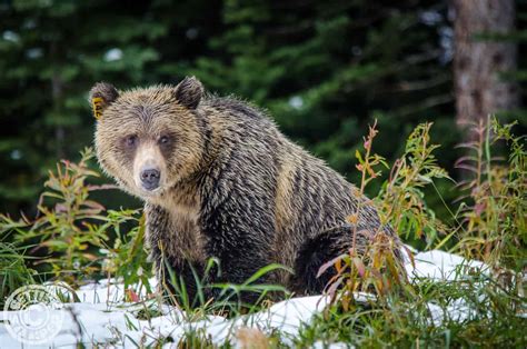 Wildlife - Grizzly Bear - Banff National Park - Things to do in Banff for the Non-Skier-1 ...