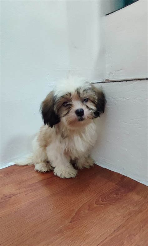 Shih tzu puppies - Pet Finder Philippines - Buy and Sell Pets Online