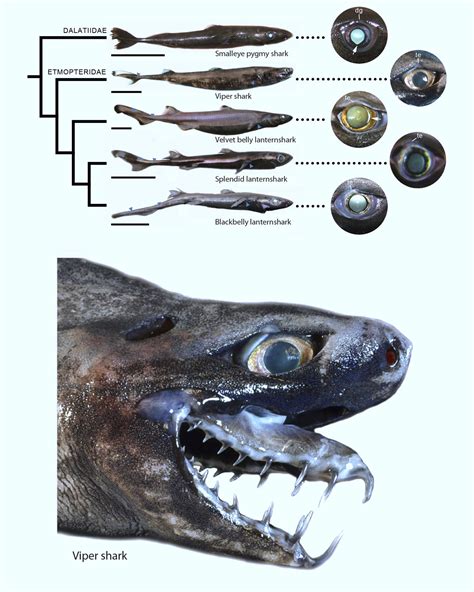 Study Sheds More Light on Unique Eyes of Deep-Sea Bioluminescent Sharks | Sci.News