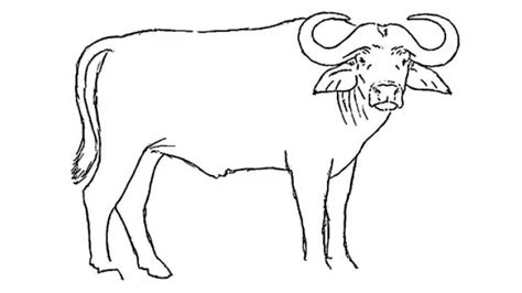 Buffalo Outline Drawing at GetDrawings | Free download