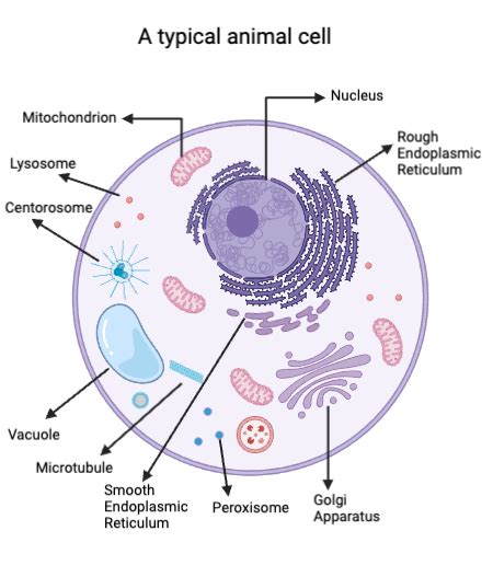 Chromosome In Animal Cell Model