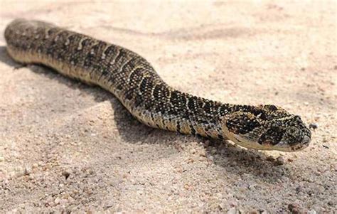 Puff Adder - Reptiles and Snakes - Africa