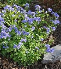 Polemonium reptans (Jacob's ladder)