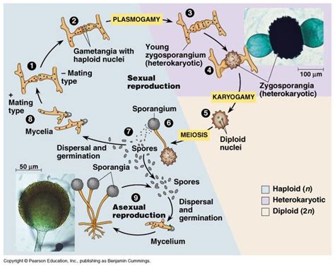 Integrated Insights into the Morphology, Reproduction, and Adaptations of Zygomycota (Mucorales)