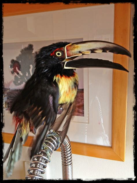 Meet Rafi the Collared Aracari: Toucan Species Special Feature | Adventures in Toucanland