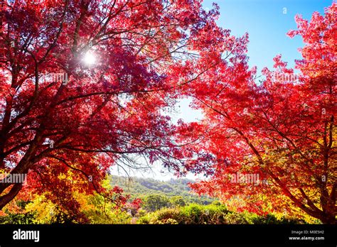 Beautiful peaceful autumn scene in the park with sun shining through ...