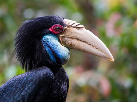 The Evolution of Bird Beaks: Adapting to Survive | Birdfact