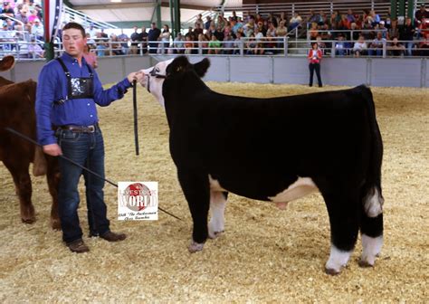 Executive Sires, Inc.: 2014 Illinois State Fair - Champion Simmental ...