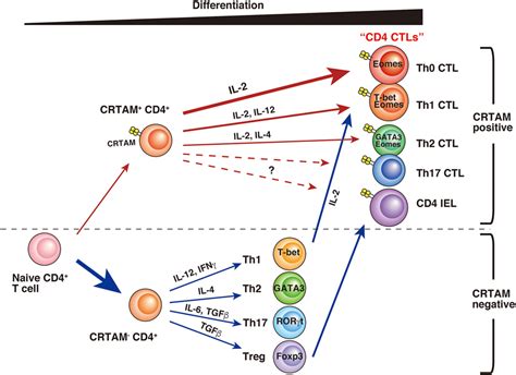 Frontiers | CD4 CTL, a Cytotoxic Subset of CD4+ T Cells, Their Differentiation and Function ...