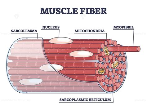 Muscle fiber structure and inner parts anatomical description outline ...