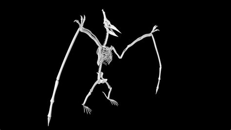 Pterodactyl skeleton 3d model Low Poly AR - Team 3d Yard