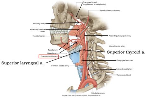 Pharyngeal Arterial Supply Diagram | Quizlet