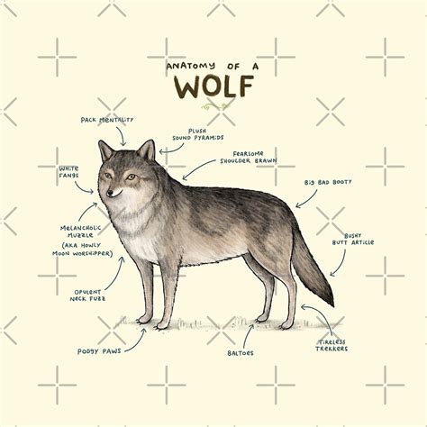 "Anatomy of a Wolf" by Sophie Corrigan | Redbubble