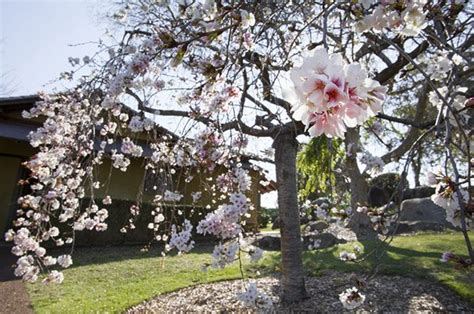 Gallery: Cherry Blossoms in Cowra, NSW - Australian Geographic