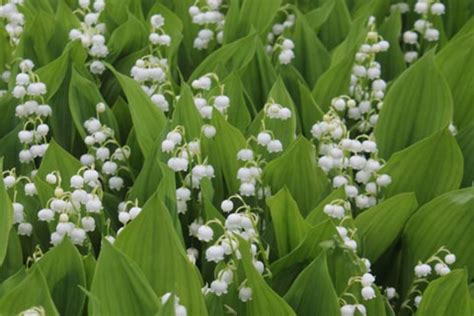 Convallaria majalis