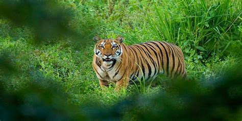 ASSAM WILDLIFE – Siddhiksha Tours & Travels