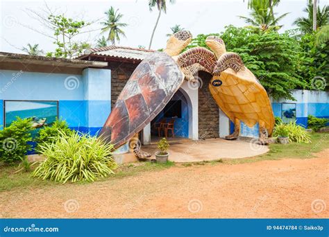 Turtle Sanctuary Centre, Hikkaduwa Stock Photo - Image of habaraduwa, popular: 94474784