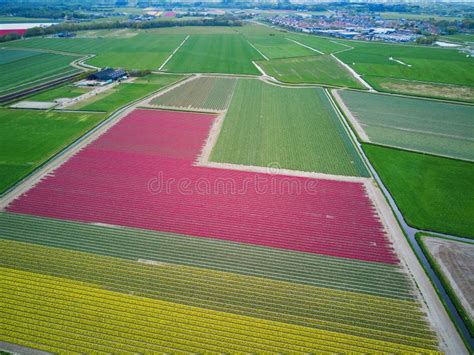 Aerial Drone View of Blooming Tulip Fields in Netherlands Stock Image ...