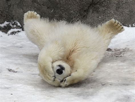 24 Pics Of Adorable Polar Bear Cubs Chilling Out In The Snow Showing Us How To Have A Good Time ...